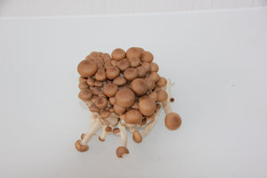 Pilze: Buchenpilz (150g)