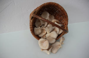 Pilze: Austernpilz (250g)